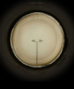 Image of Vantage Point: Portholes: Lightpost