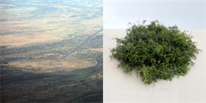 Image of Trinity Equivalent [view of Trinity test site from North Oscura Peak, White Sands Missile Range, New Mexico | Sumac, White Sands National Park, New Mexico]